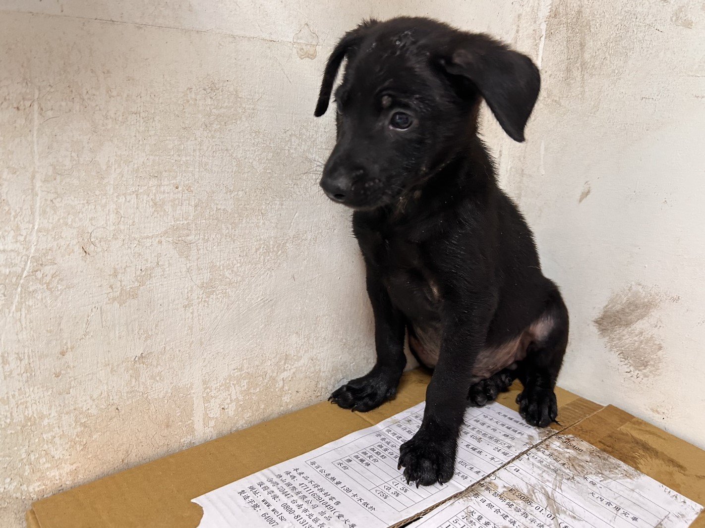 混種犬