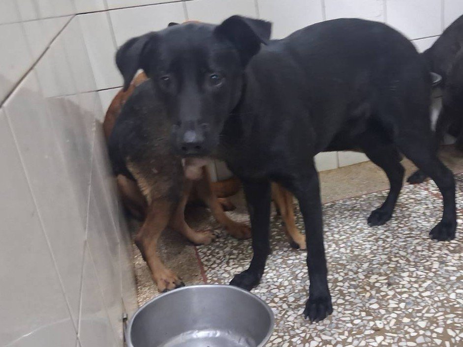 混種犬
