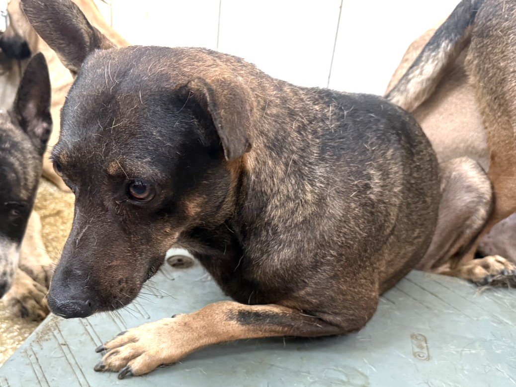 混種犬