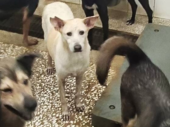 混種犬