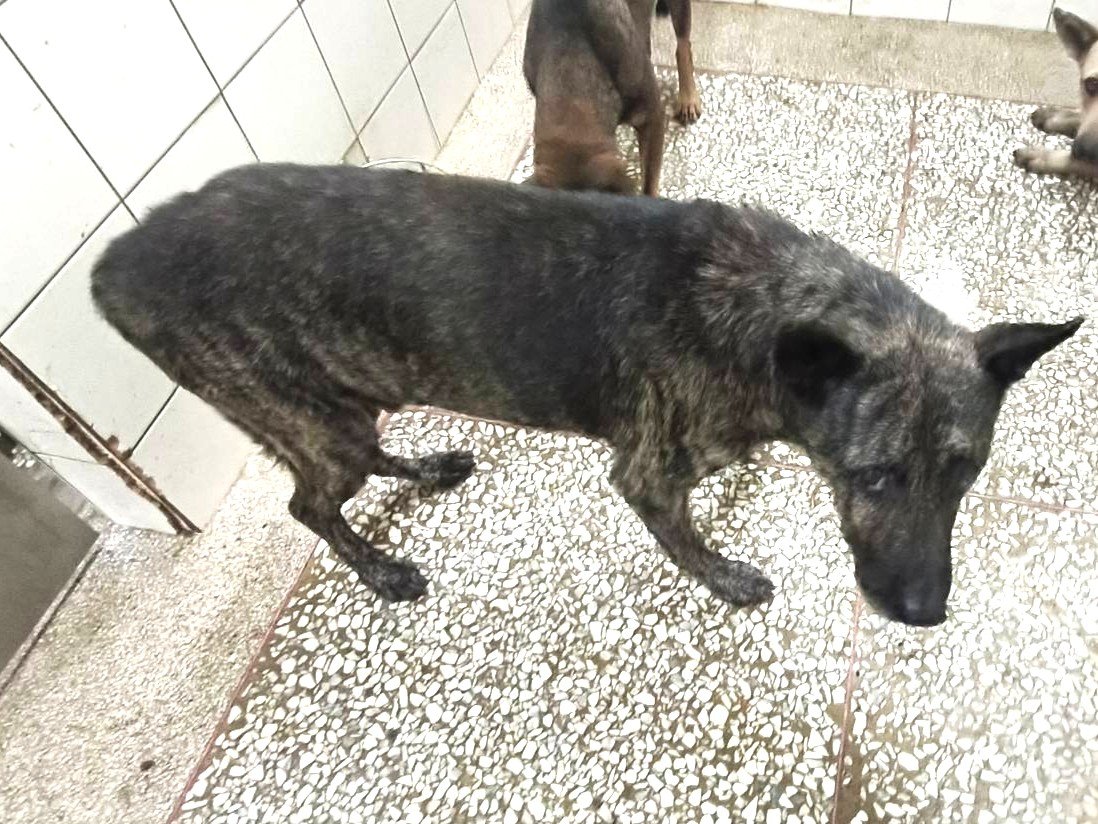 混種犬