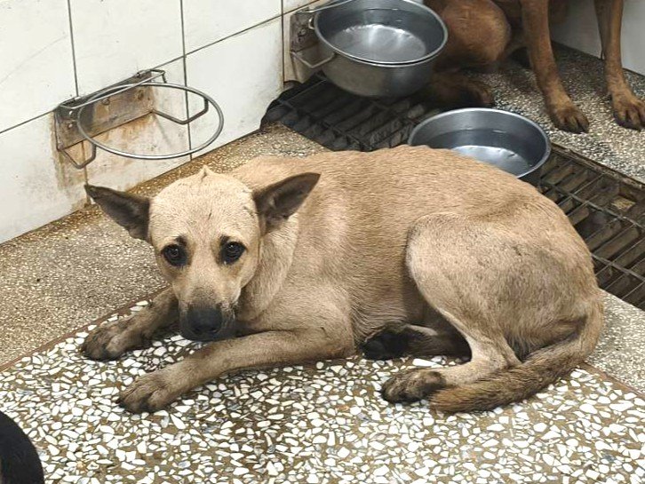 混種犬