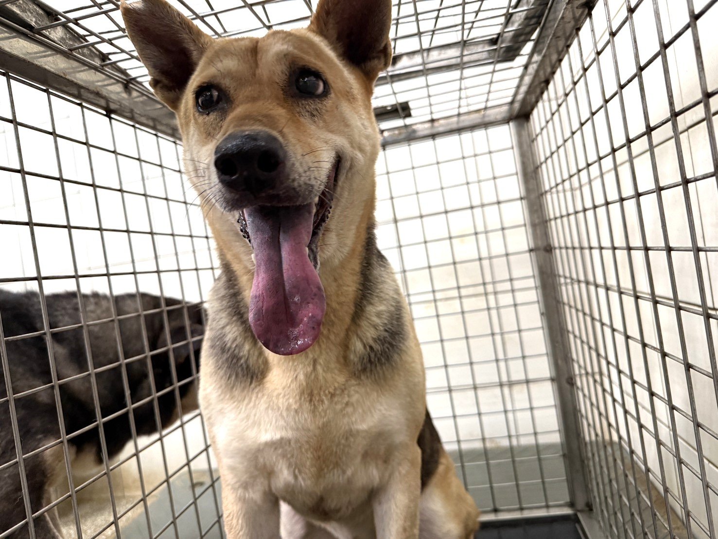 混種犬