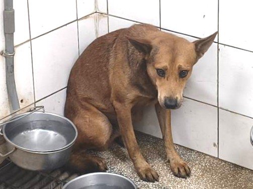 混種犬