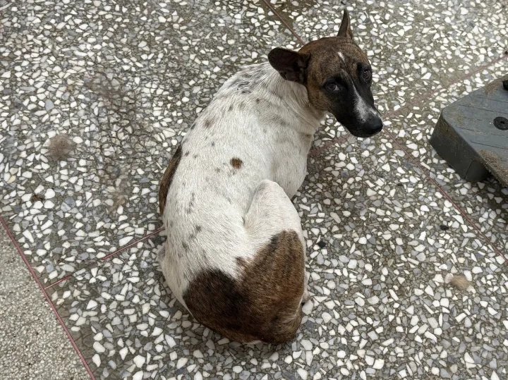 混種犬