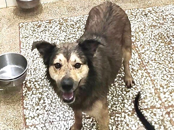 混種犬