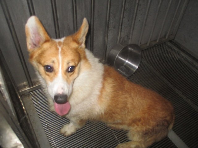 威爾斯柯基犬