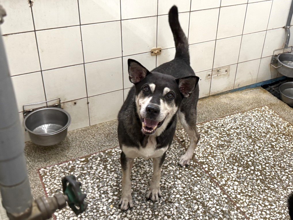 混種犬