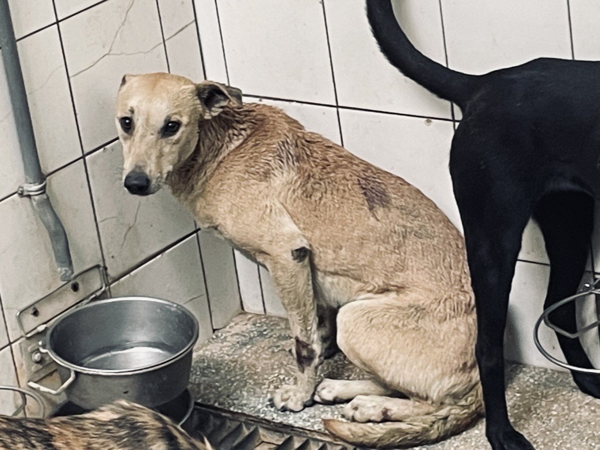 混種犬