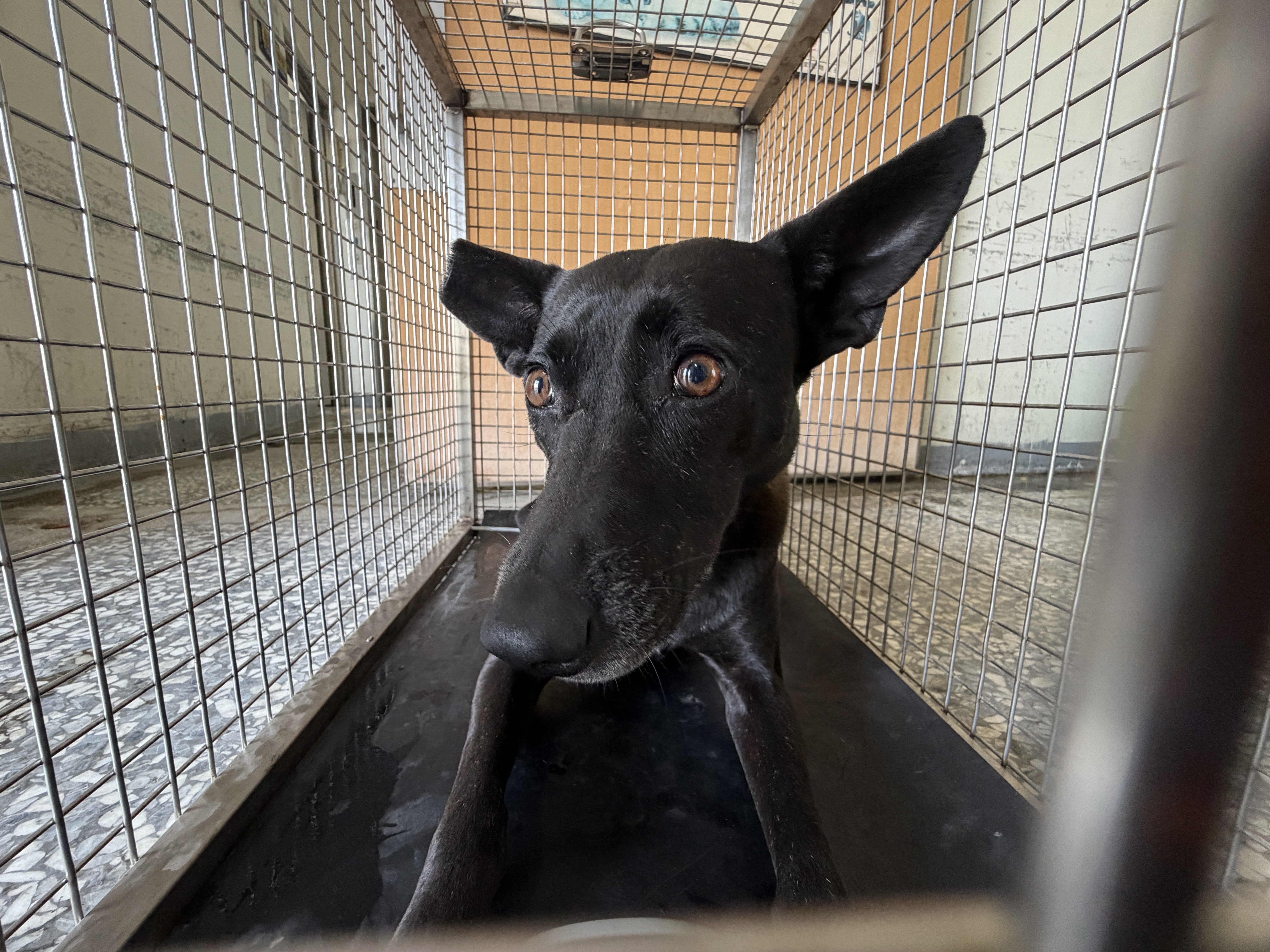 混種犬