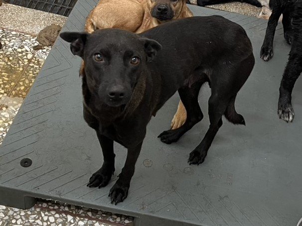 混種犬