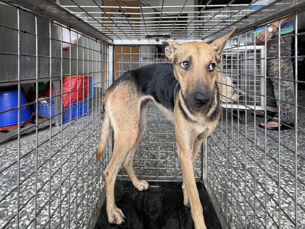 混種犬
