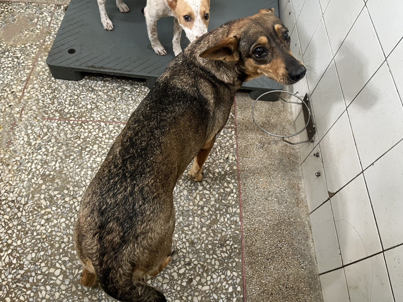 混種犬