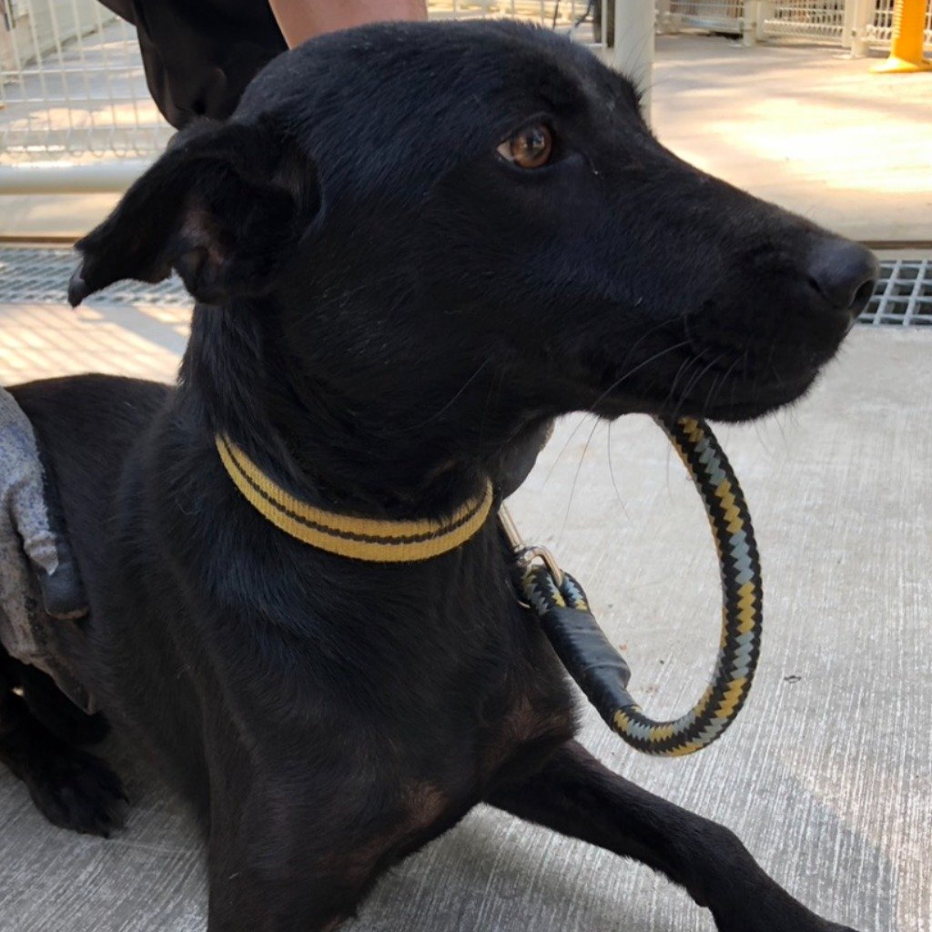 混種犬
