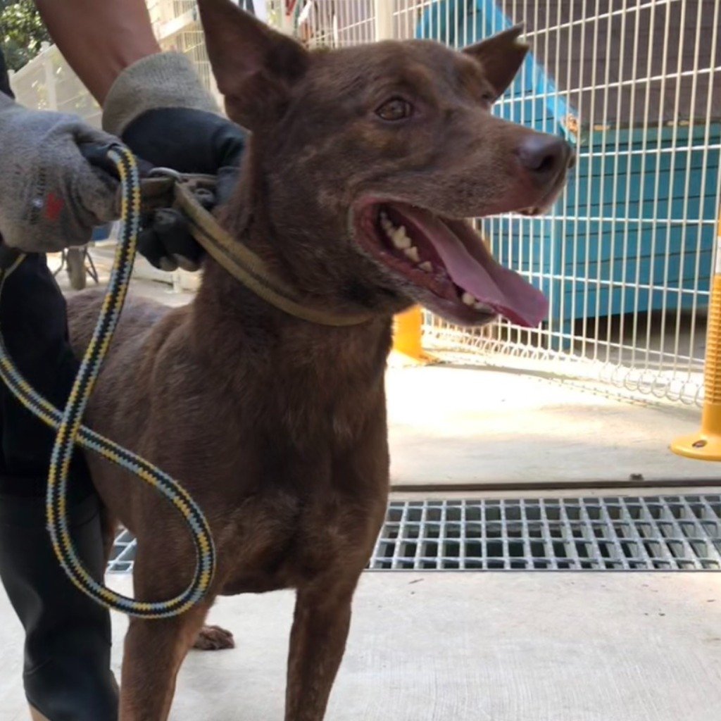 混種犬
