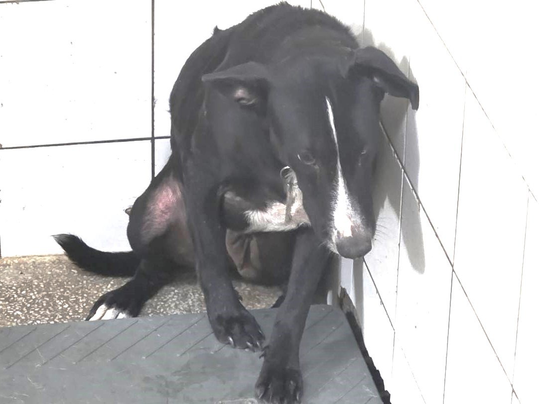 混種犬