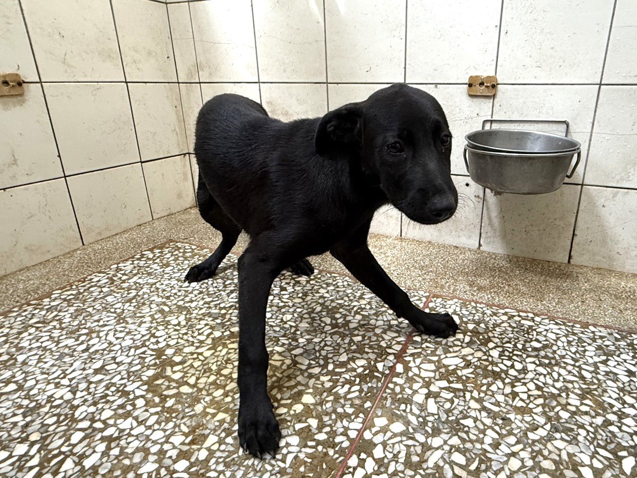 混種犬