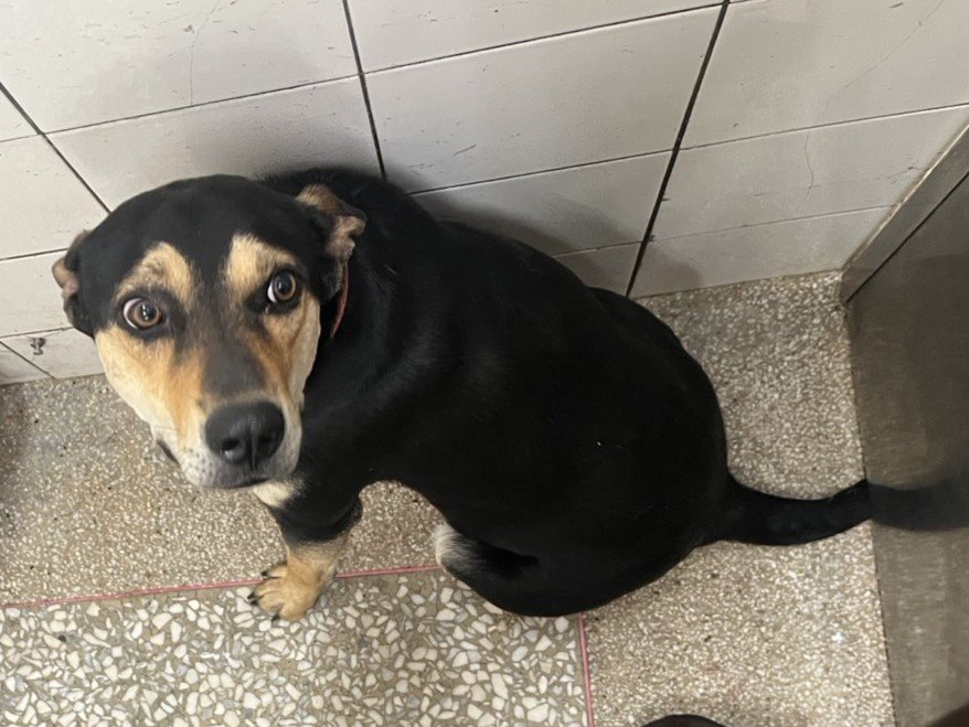 混種犬