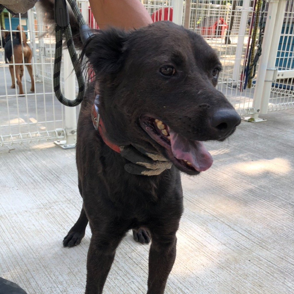 混種犬