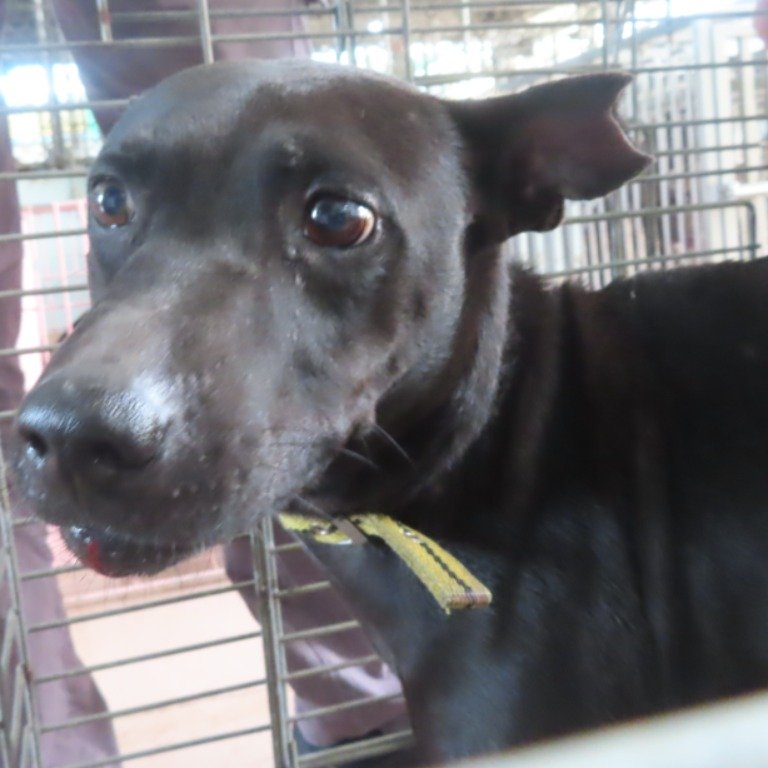 混種犬