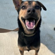 混種犬