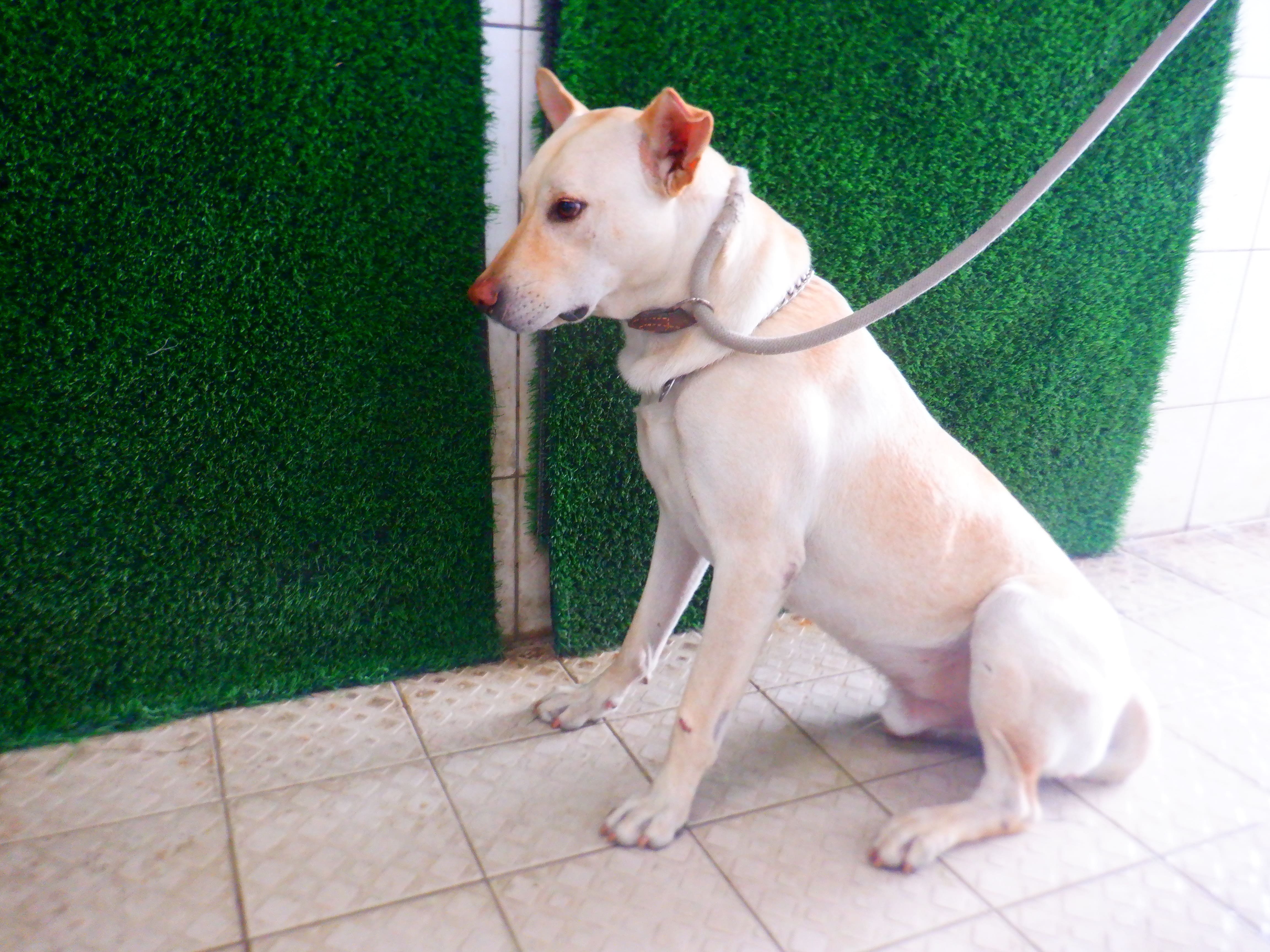混種犬