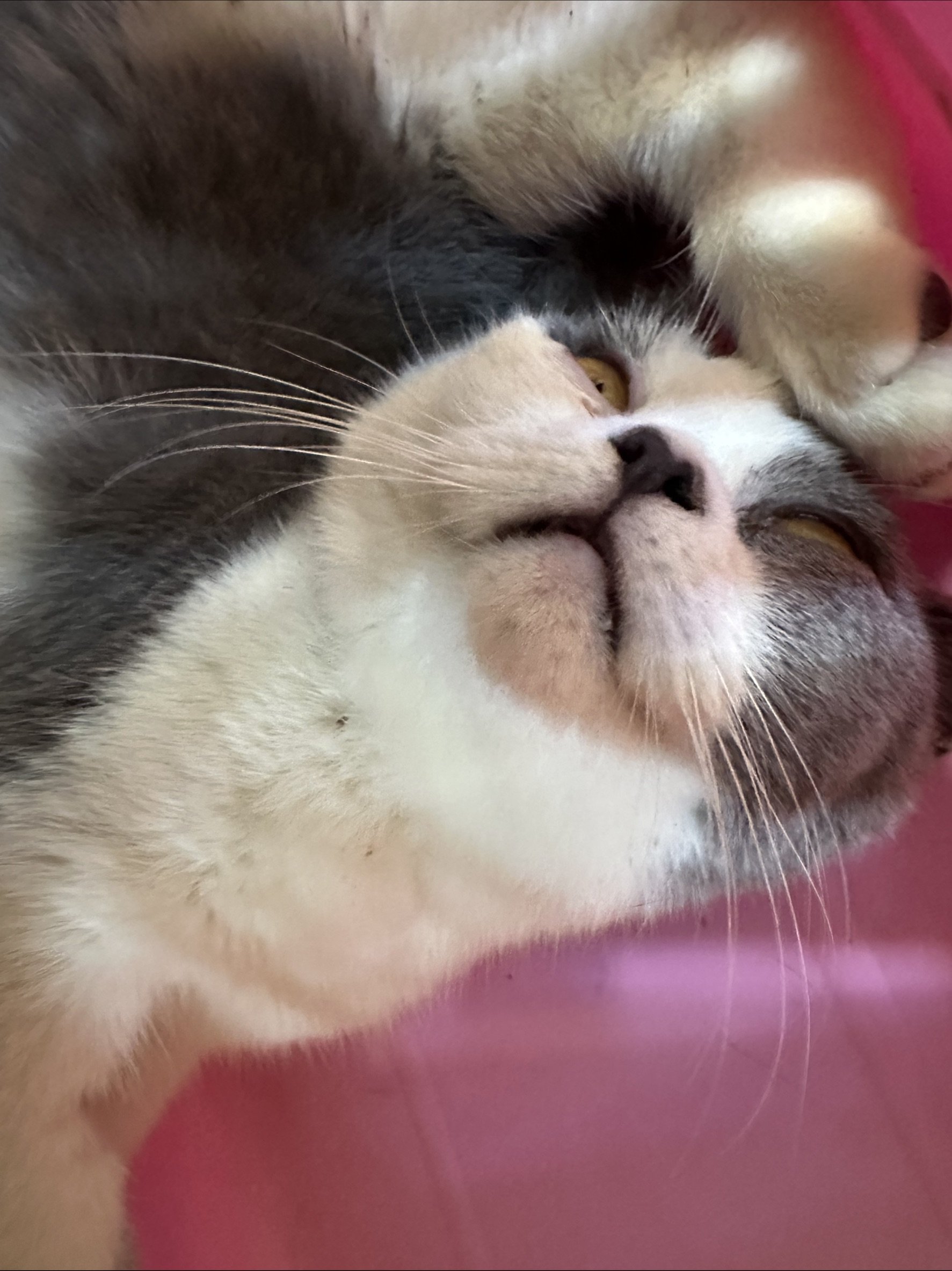 混種貓