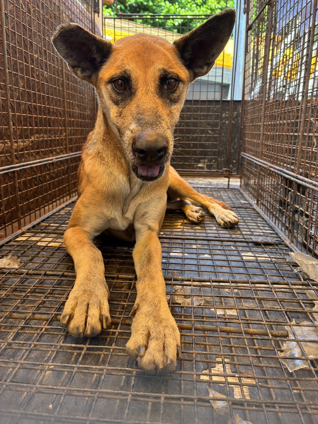 混種犬