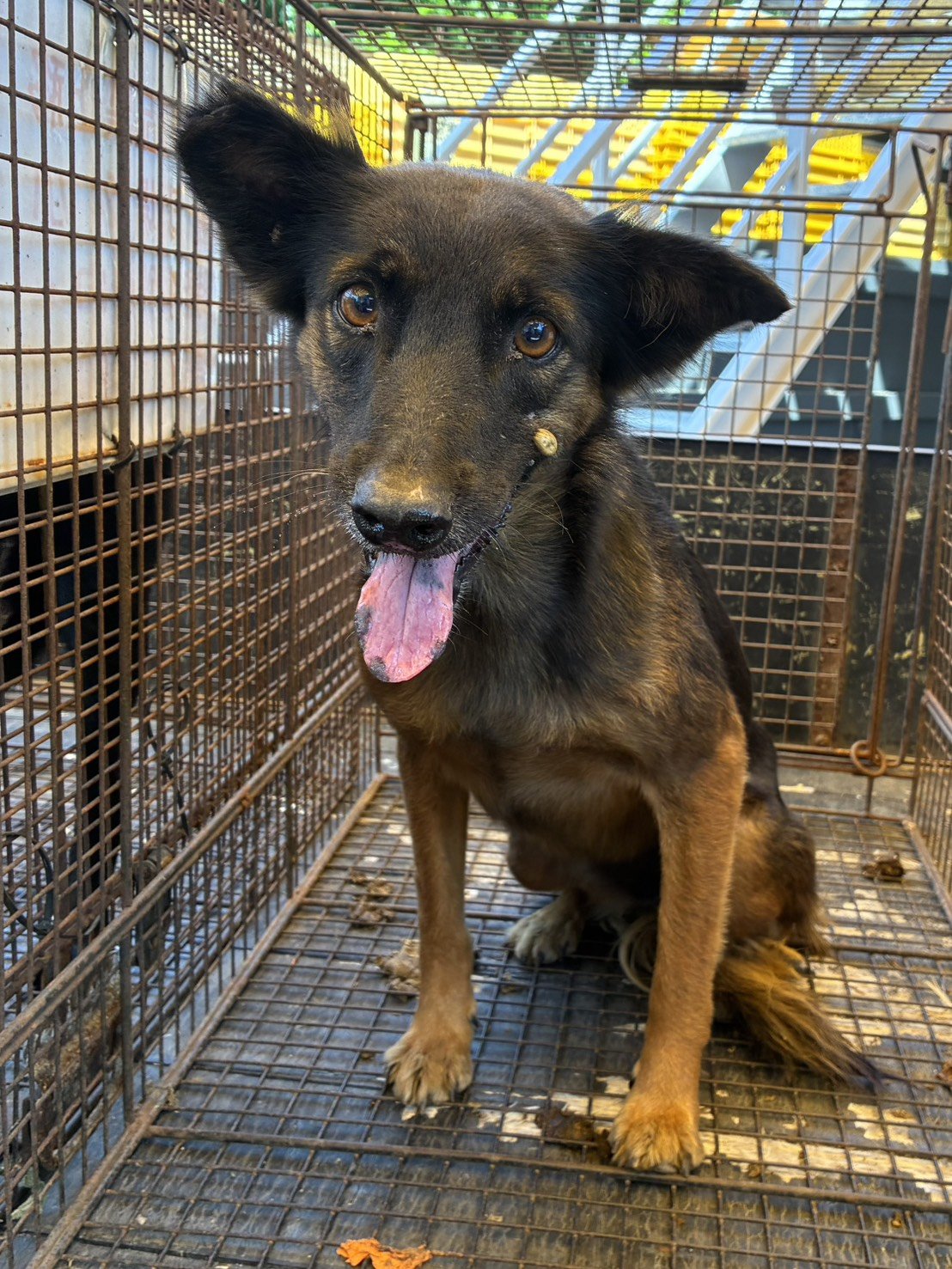 混種犬