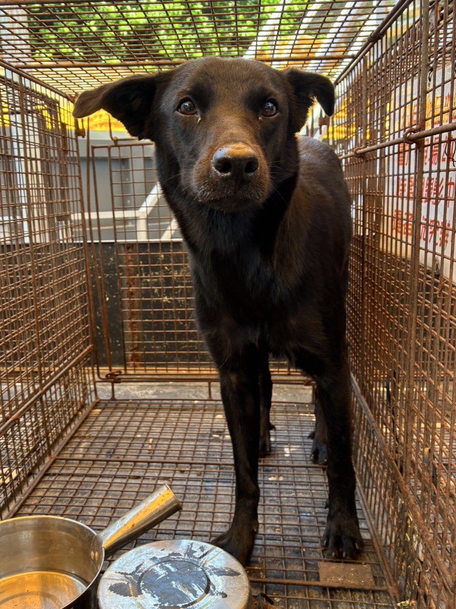 混種犬
