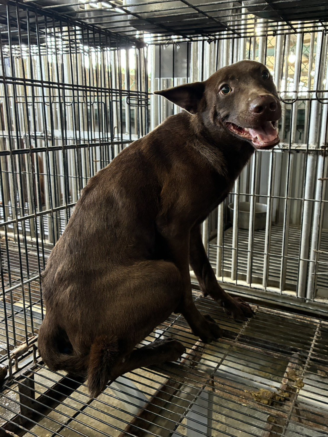 混種犬