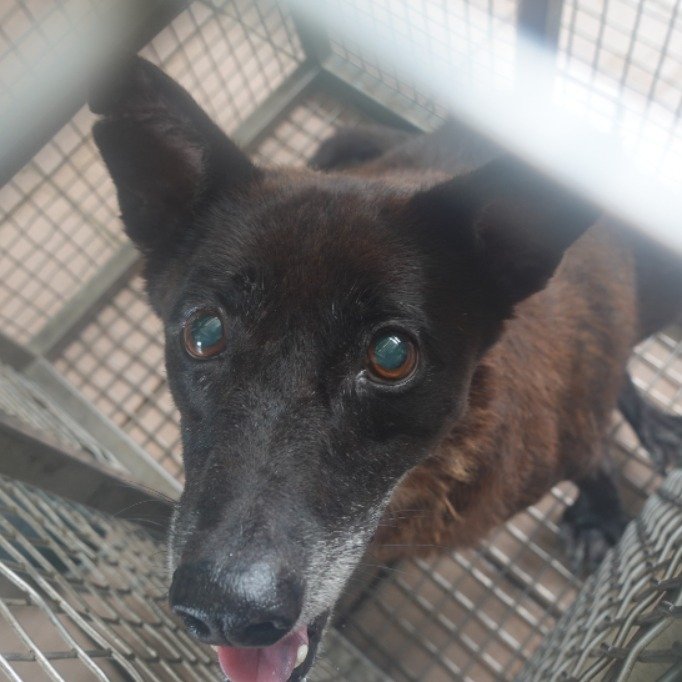混種犬