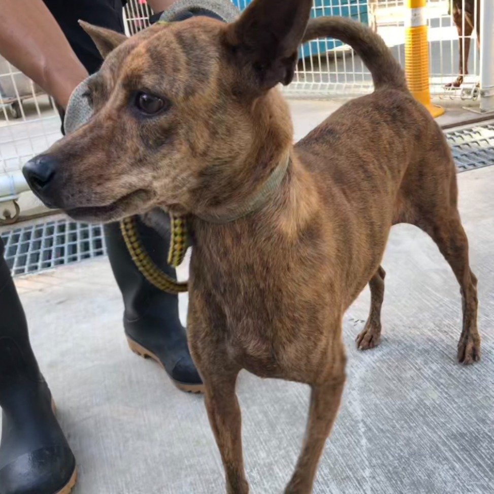 混種犬