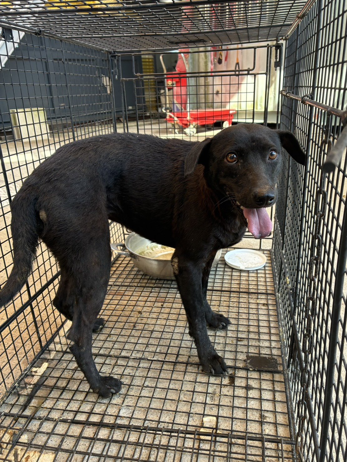 混種犬