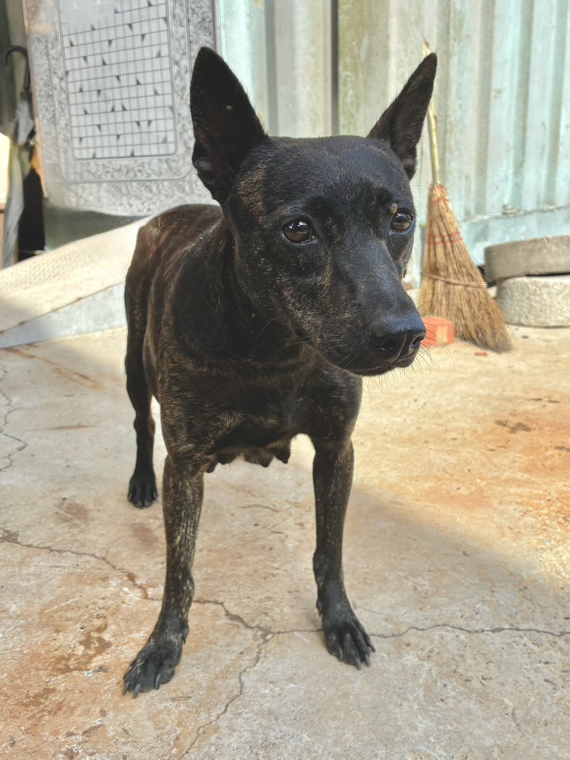 混種犬