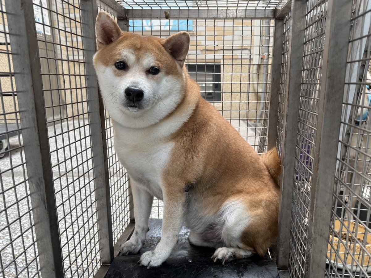 柴犬