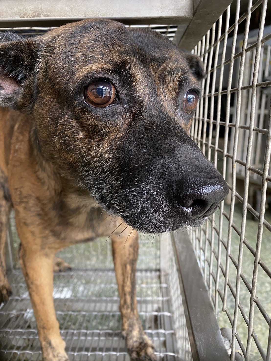 混種犬