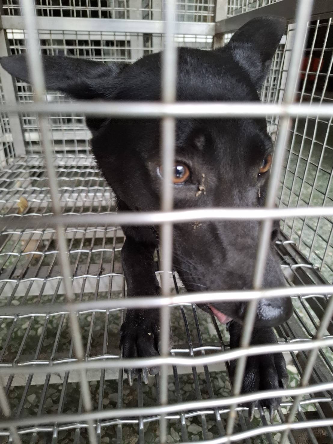 混種犬