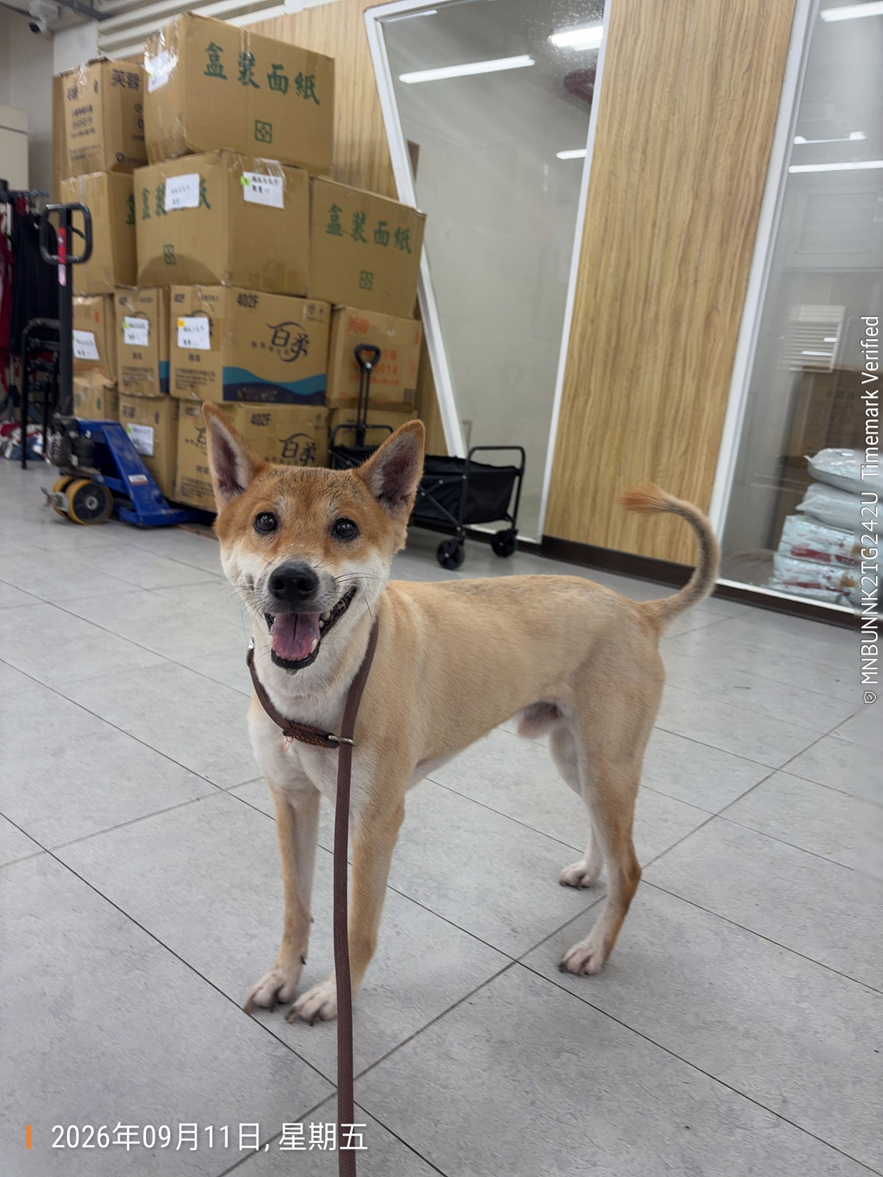 柴犬