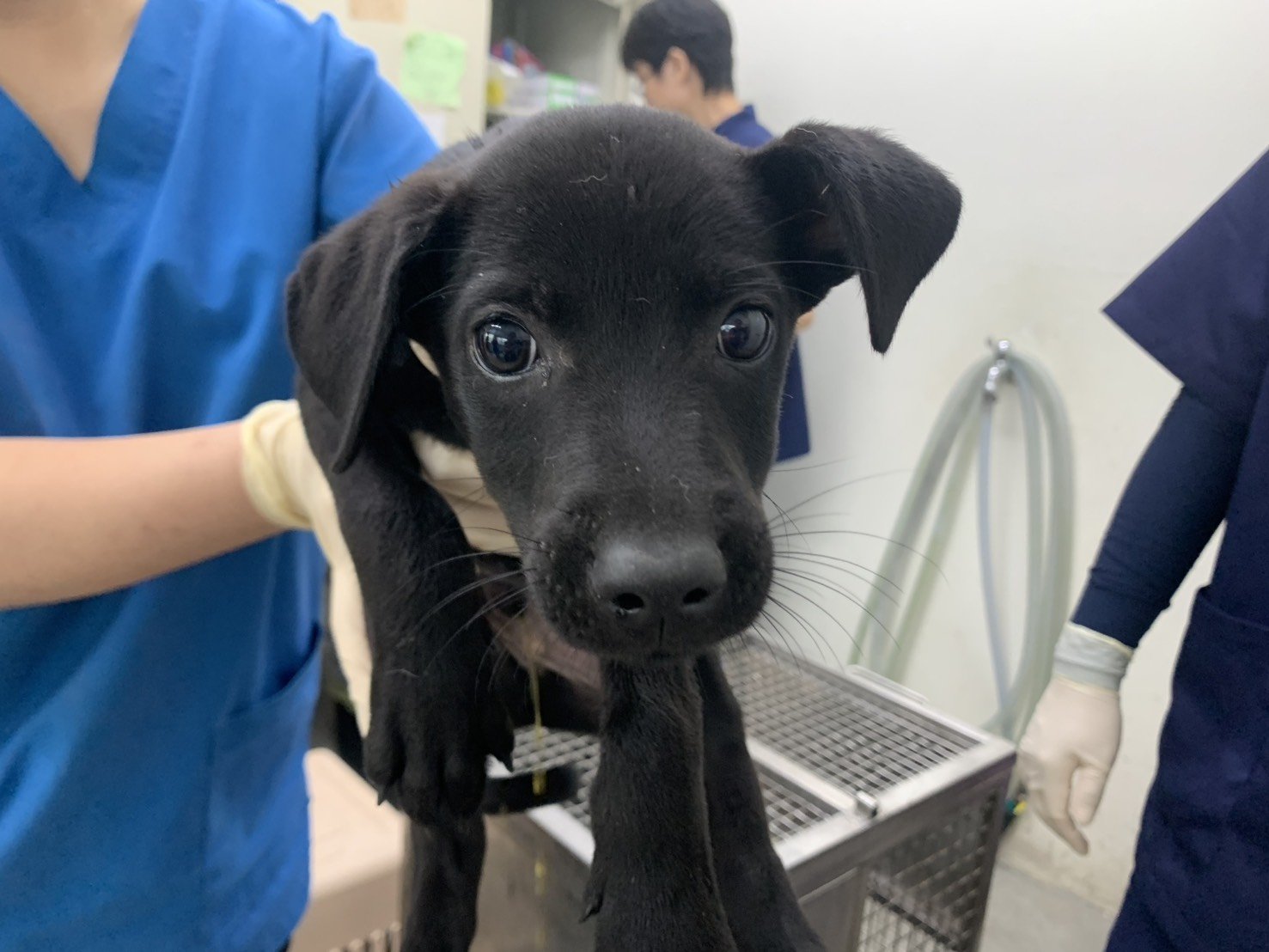 混種犬