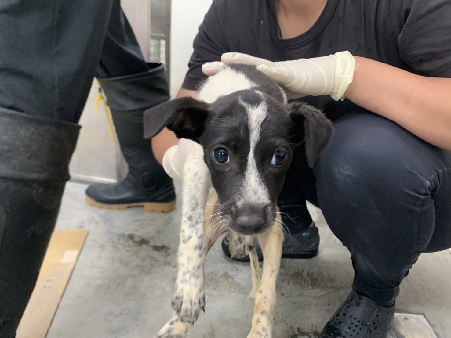 混種犬