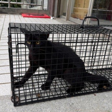 混種貓