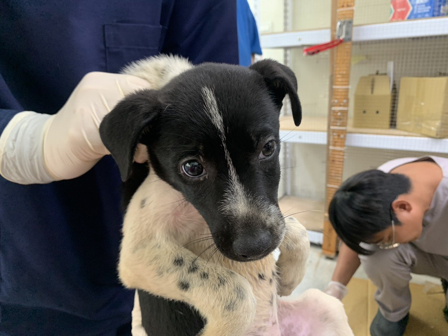 混種犬
