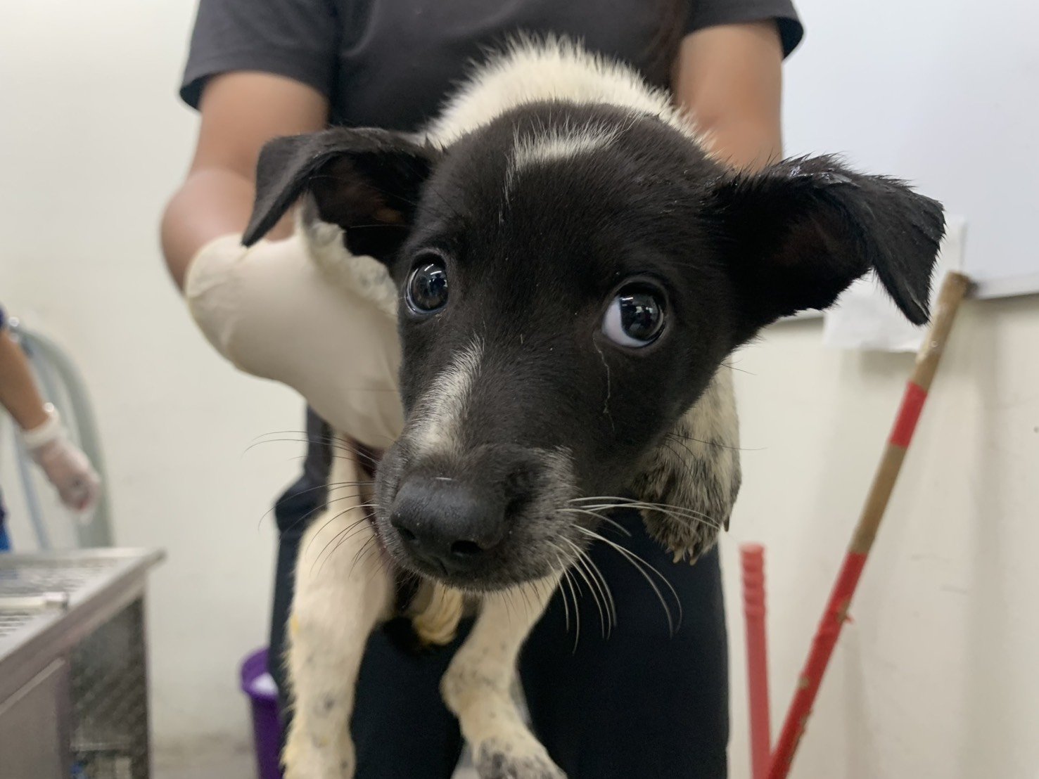 混種犬
