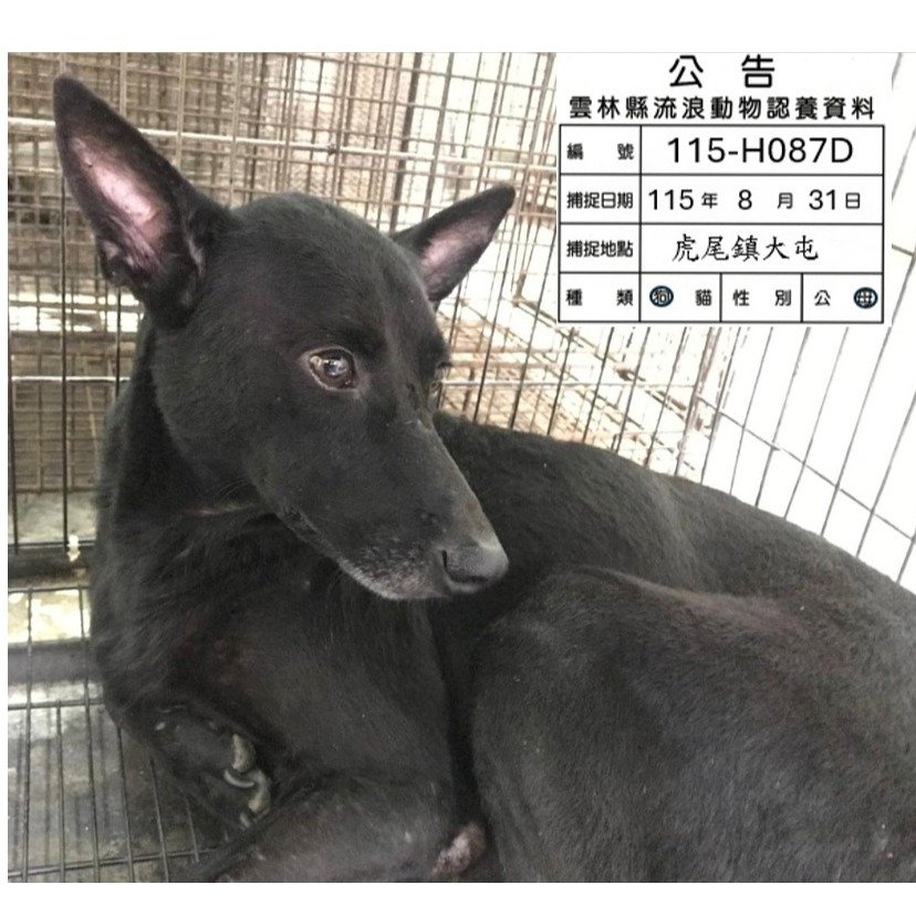 混種犬