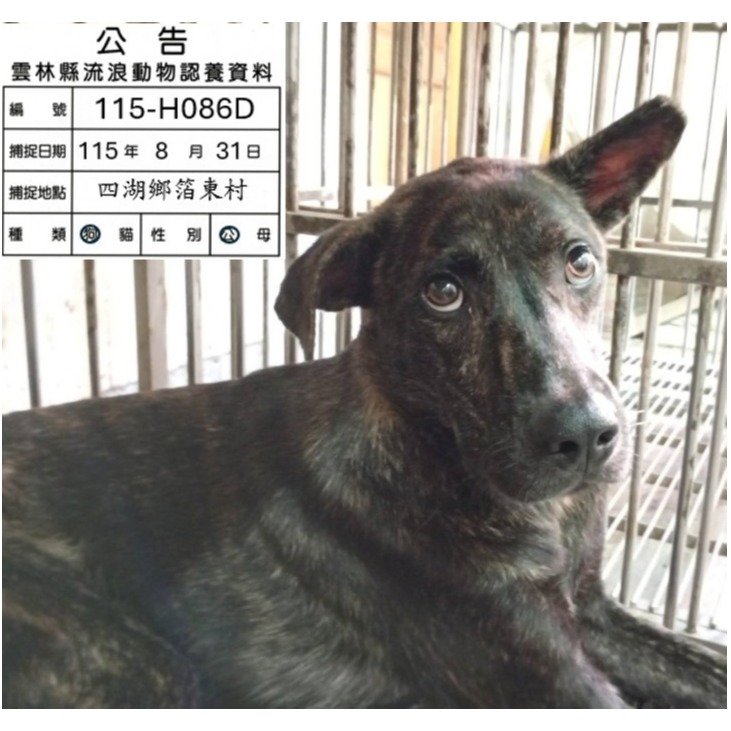 混種犬