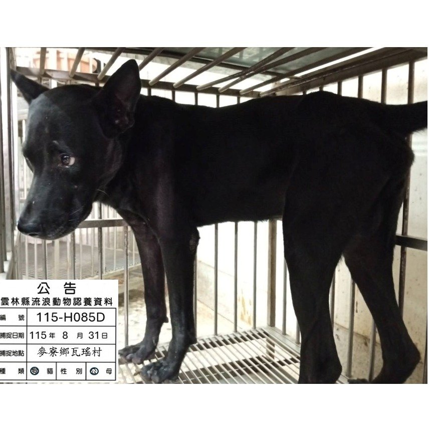 混種犬
