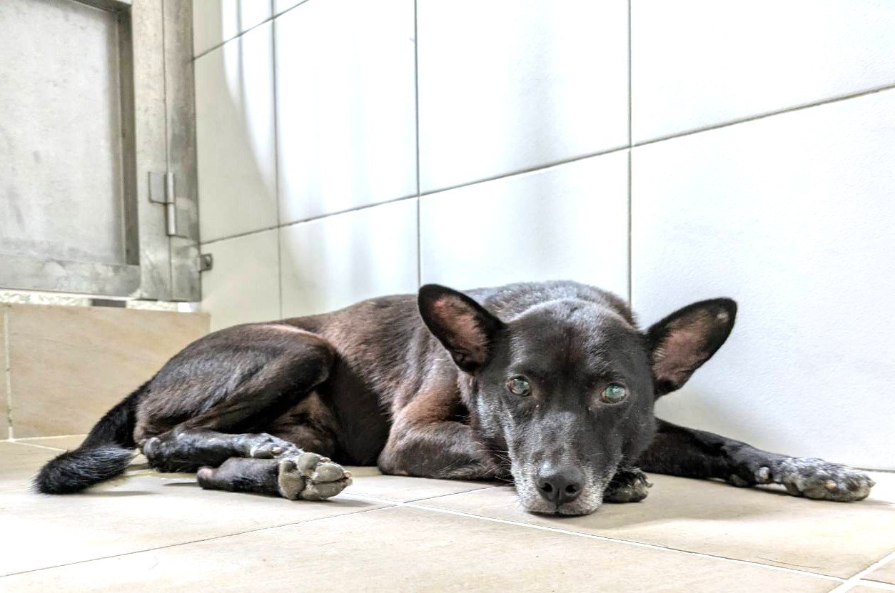 混種犬