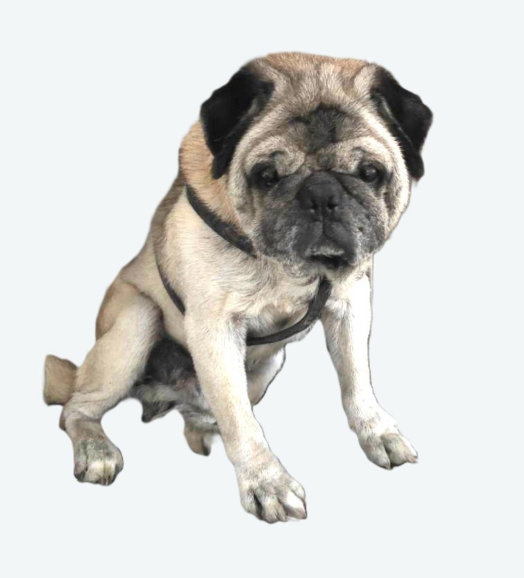 巴哥犬