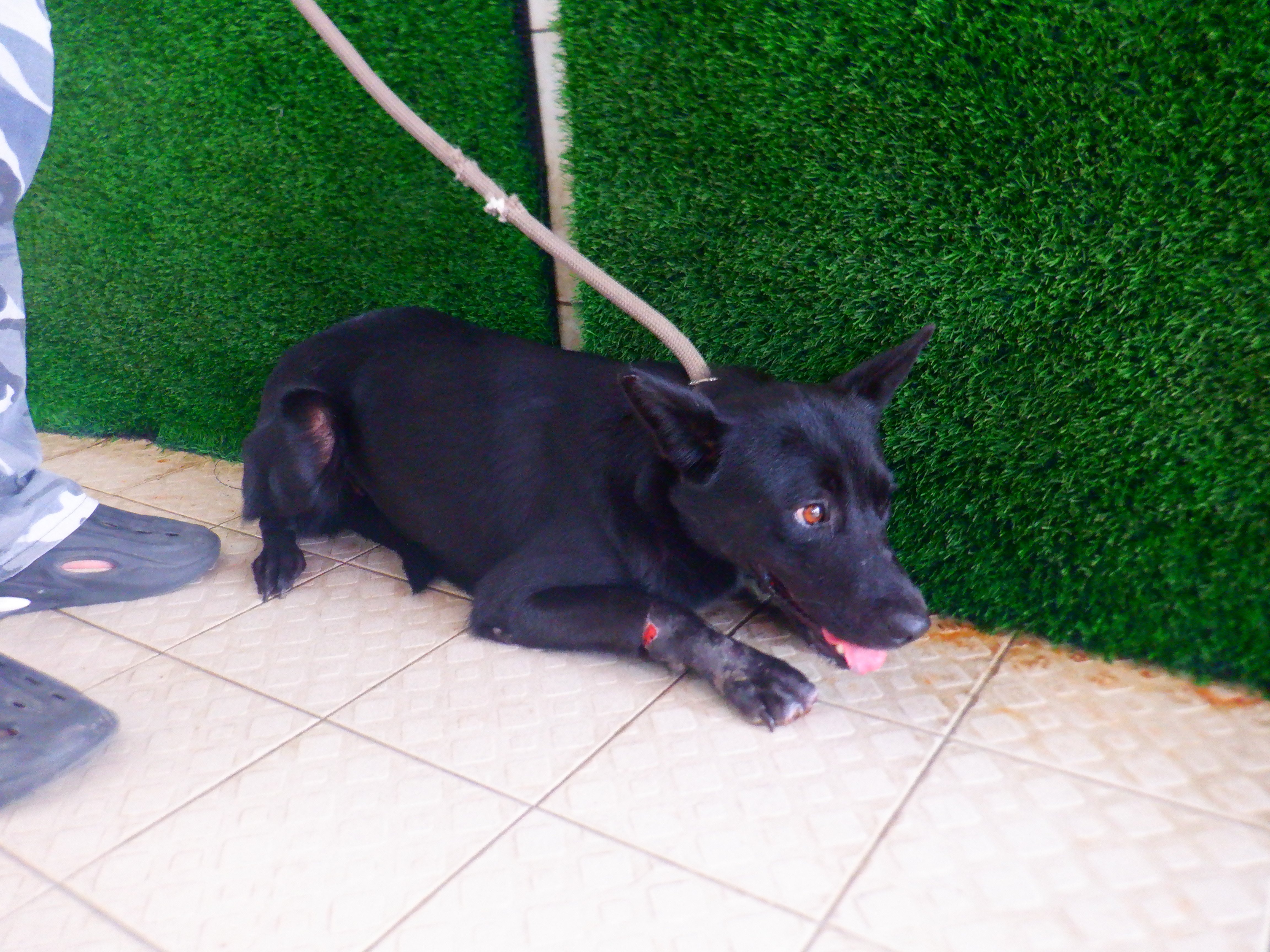 混種犬